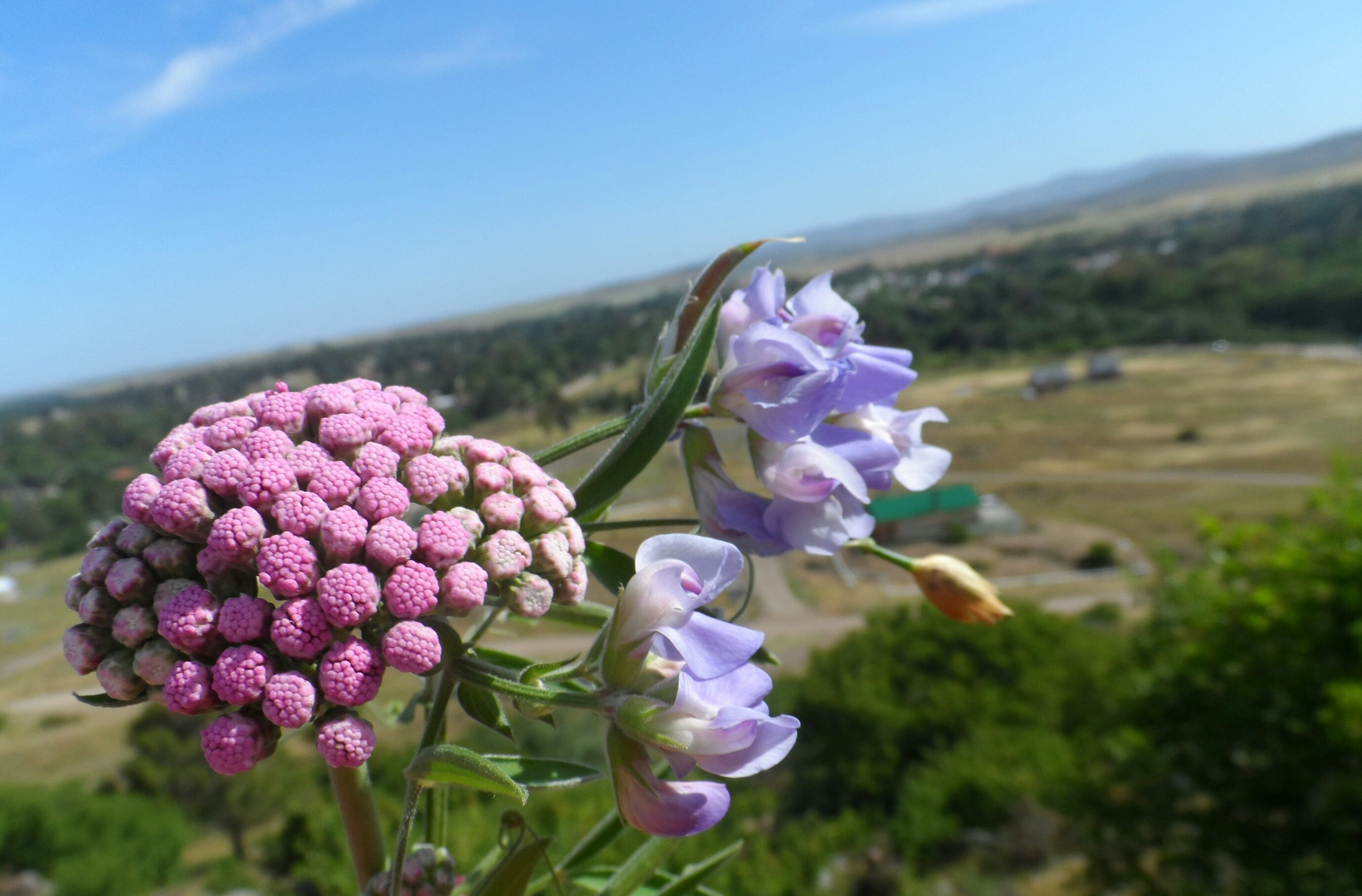 2 tipos de flores distintas .