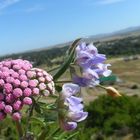 2 tipos de flores distintas .