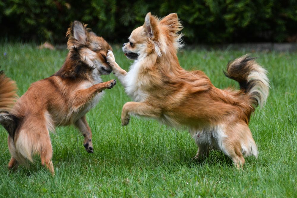 2 tobende Chihuahuas ... alles nur Spiel, kein Kampf