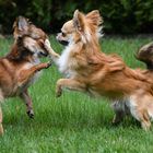 2 tobende Chihuahuas ... alles nur Spiel, kein Kampf