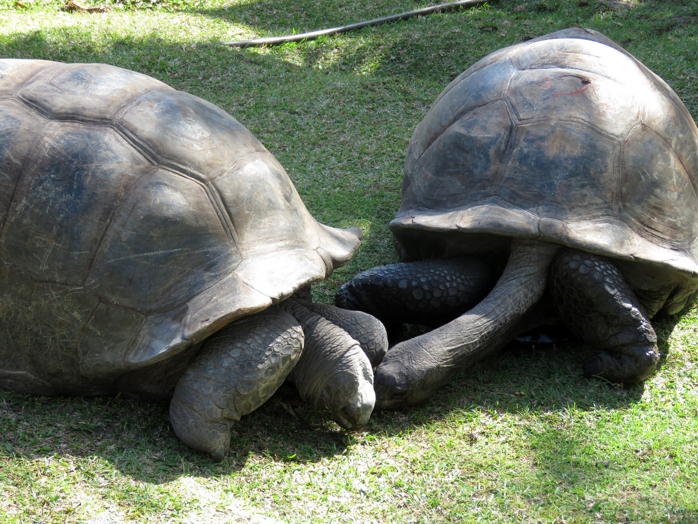 2 tortues s'aimaient d'amour tendre