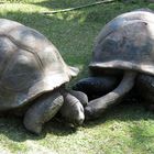 2 tortues s'aimaient d'amour tendre