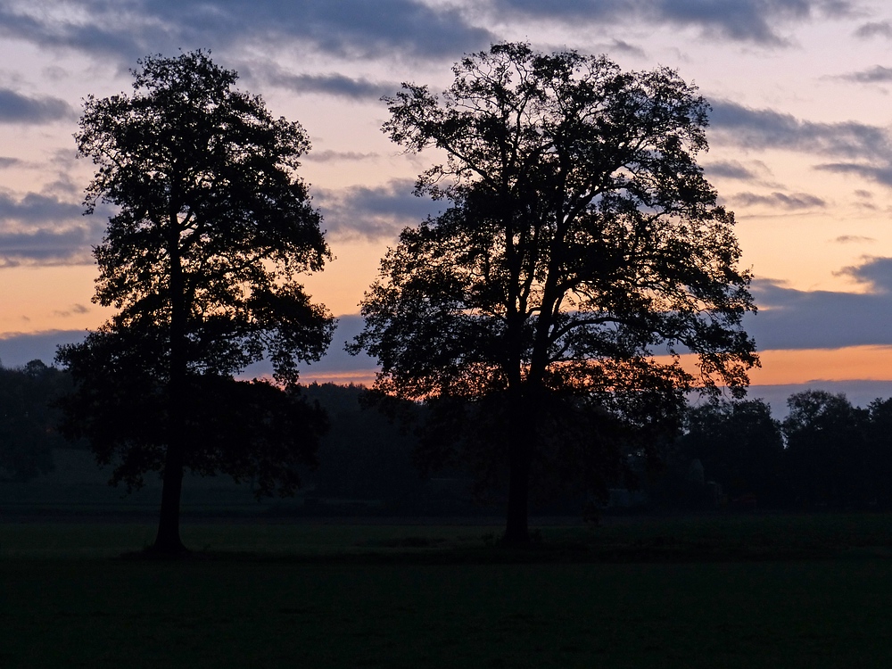 2 Trees @ Sunrise