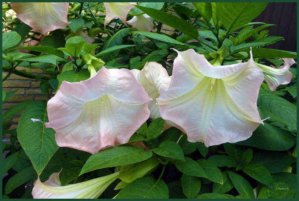 2 Trompetenblüten in voller Schönheit