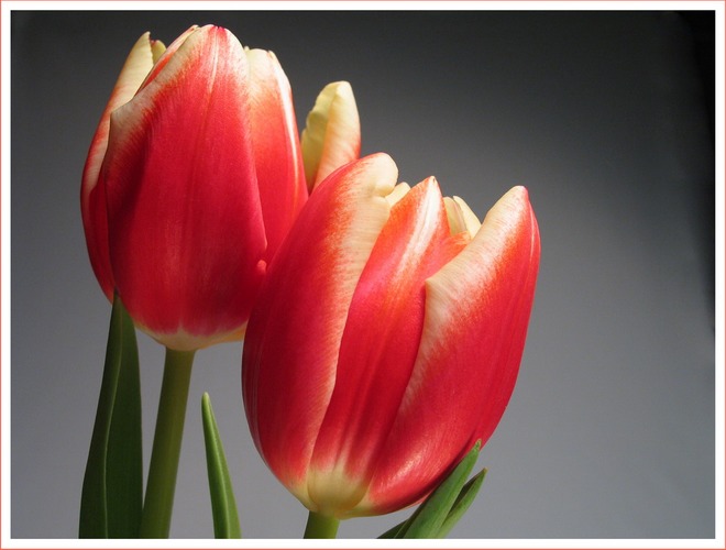 2 Tulpen