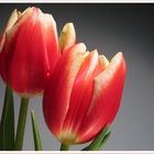 2 Tulpen