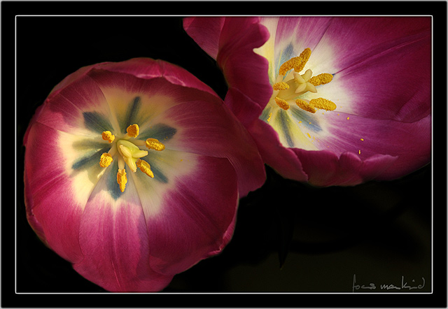 2 Tulpen