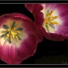 2 Tulpen