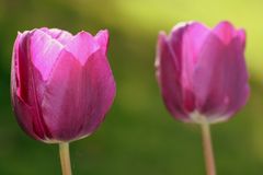 2 Tulpen