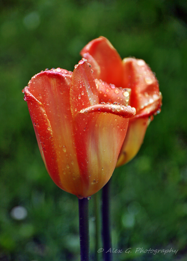 2 tulpen