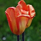 2 tulpen