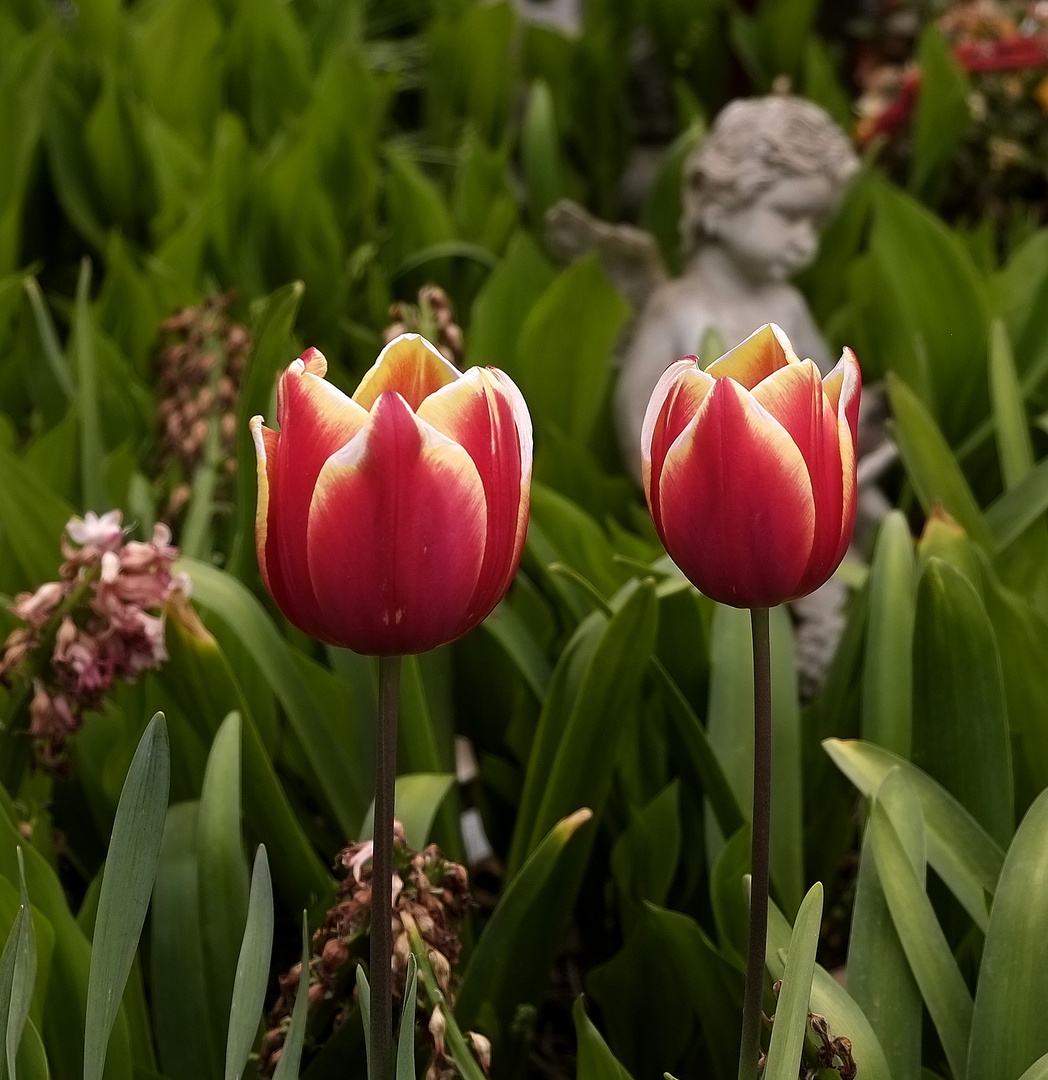 2 Tulpen für Peter