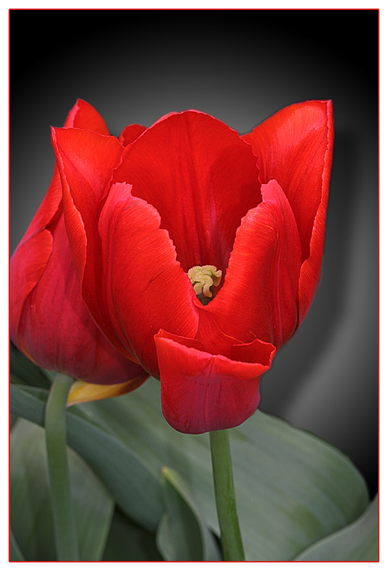 2 Tulpen kuscheln, da öffnet sich der Kelch ;-)