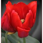 2 Tulpen kuscheln, da öffnet sich der Kelch ;-)
