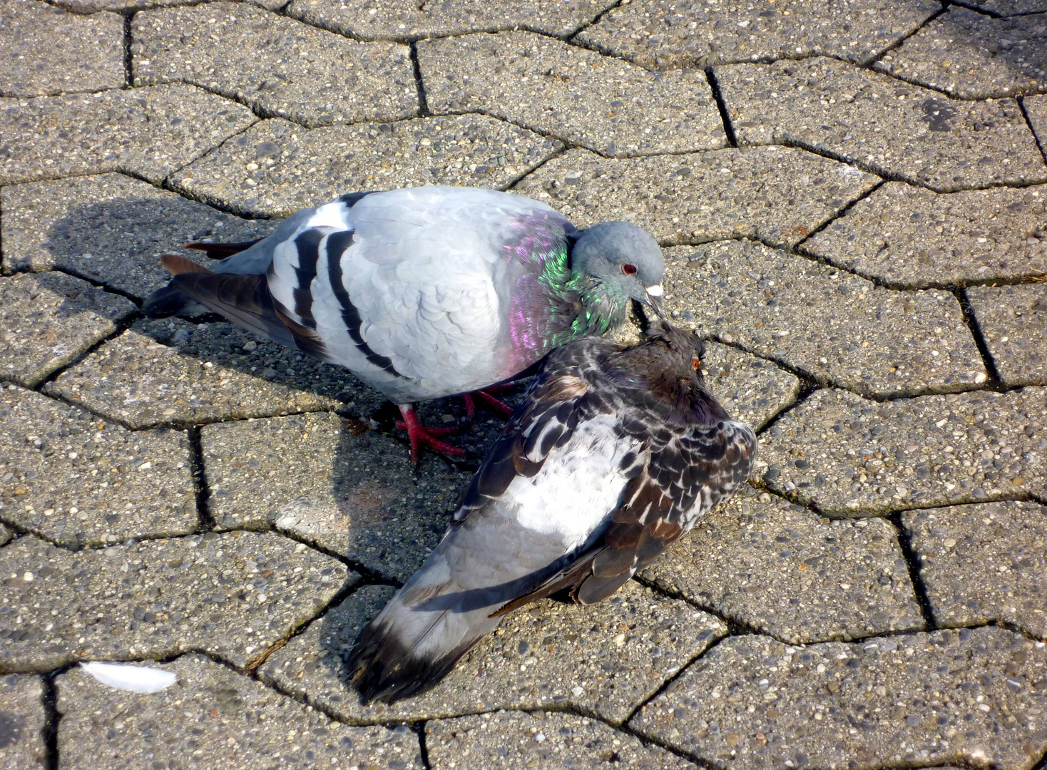 2 Turteltäubchen