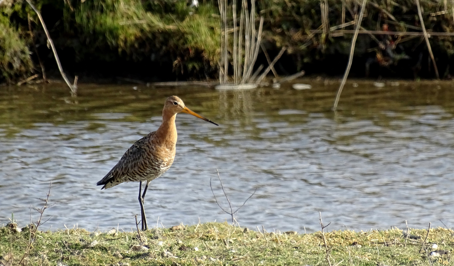 (2) Uferschnepfe (Limosa limosa)