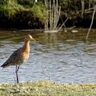 (2) Uferschnepfe (Limosa limosa)