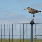 (2) Uferschnepfe (Limosa limosa)