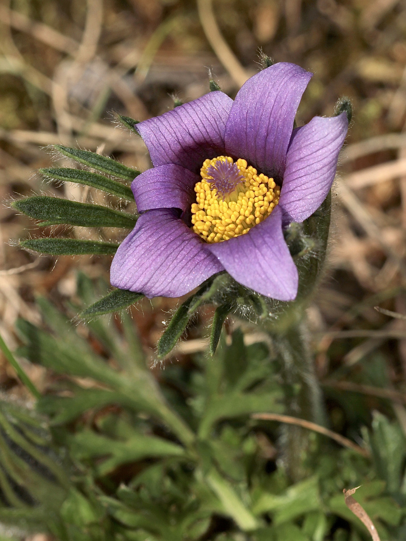 (2) Unglaublich - eine blühende Küchenschelle (Pulsatilla vulgaris) Mitte September!