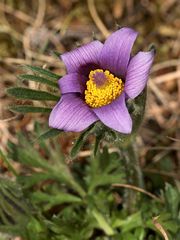 (2) Unglaublich - eine blühende Küchenschelle (Pulsatilla vulgaris) Mitte September!