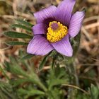 (2) Unglaublich - eine blühende Küchenschelle (Pulsatilla vulgaris) Mitte September!