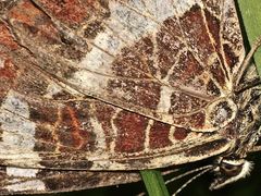 (2) Unterschiedliche Färbungen der Sommerform des Landkärtchens (Araschnia levana f. prorsa)    