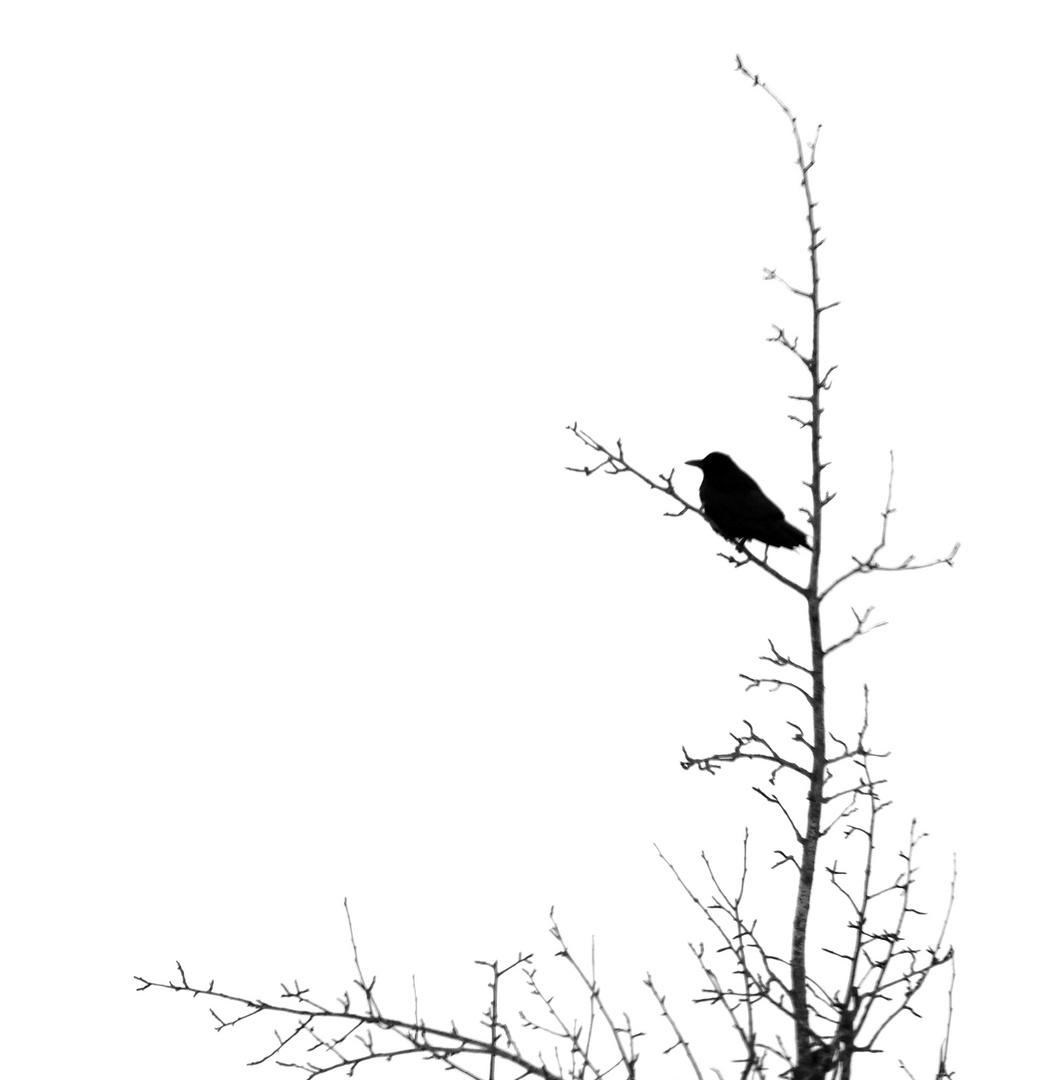 2 variante Foto &amp; Bild schwarz weiss, motive, natur Bilder auf