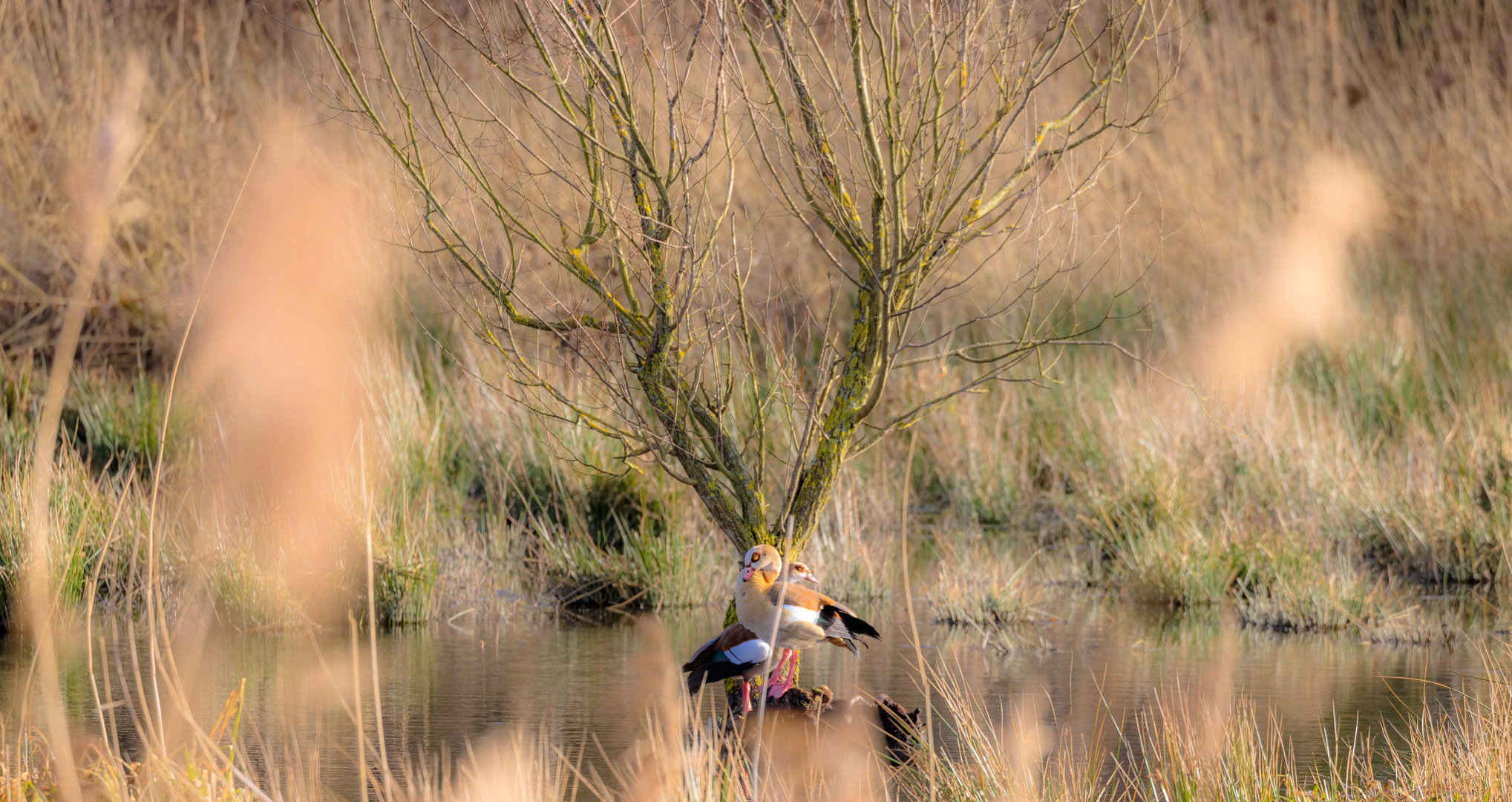 2 verliebte Enten im Traumland