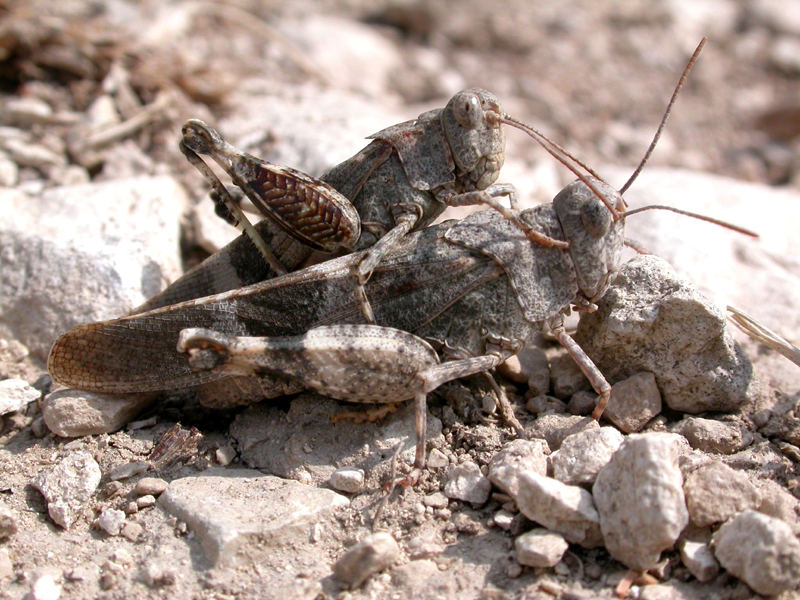 2 verliebte Ödlandschrecken [Oedipoda caerulescens]