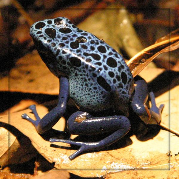 2. Version: Blauer Frosch..... [Pfeilgiftfrosch]