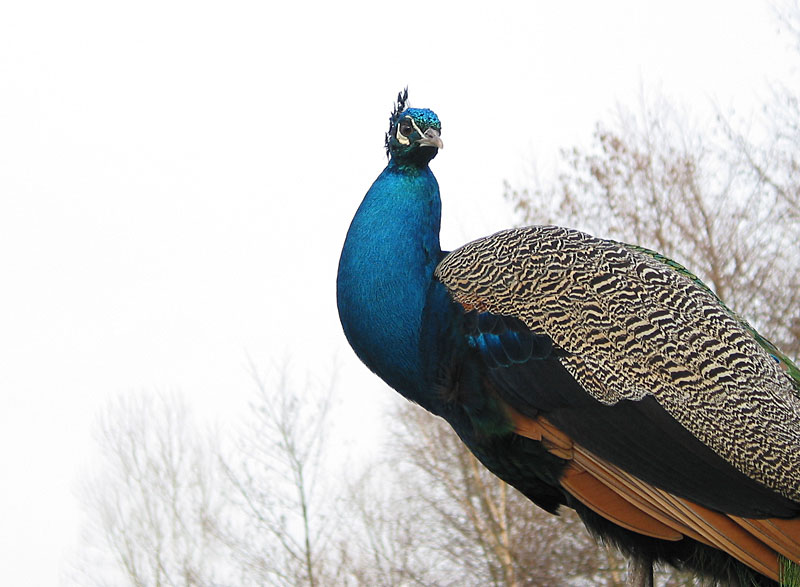 2. Version des freigestellten Pfau