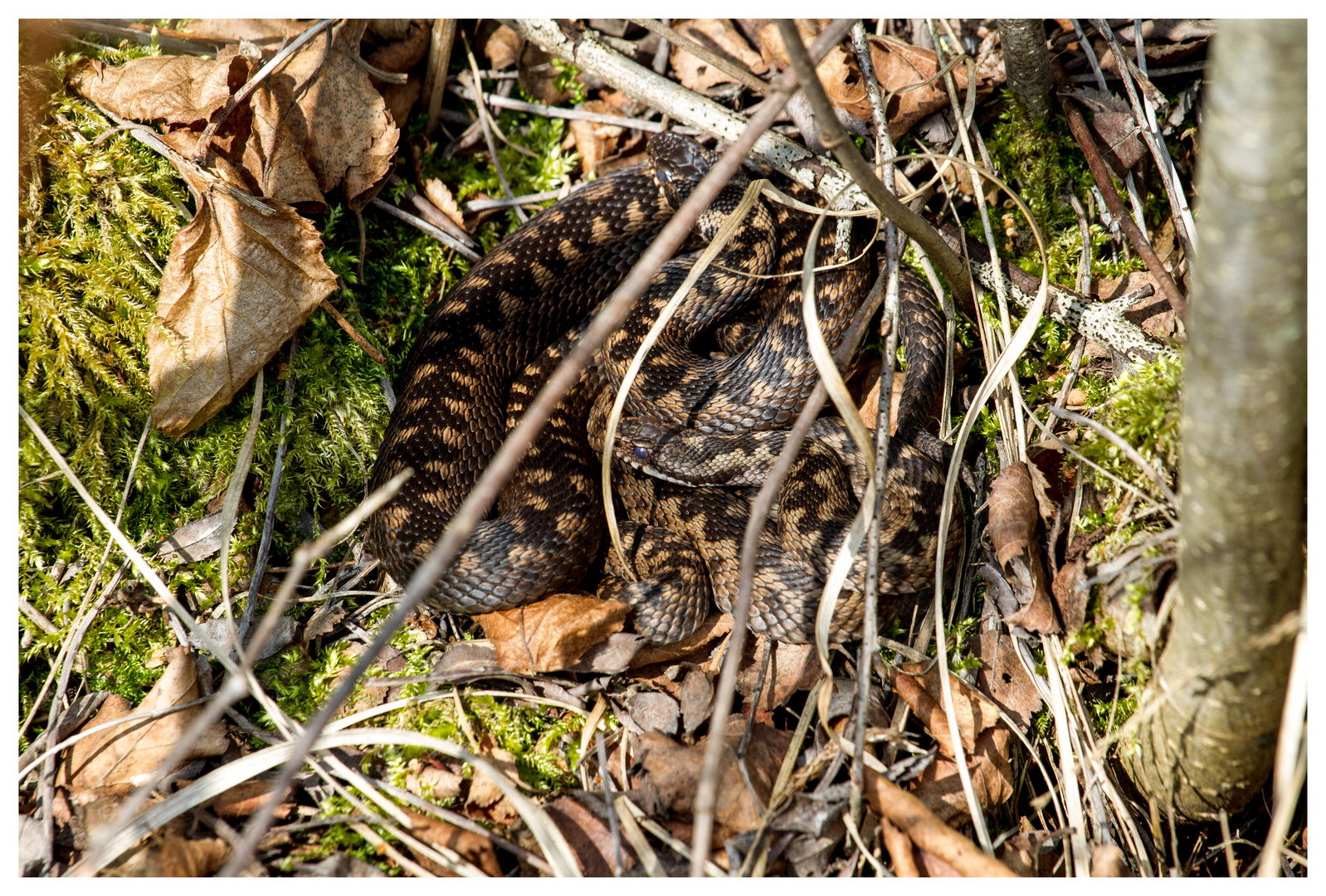 2 Vipera berus