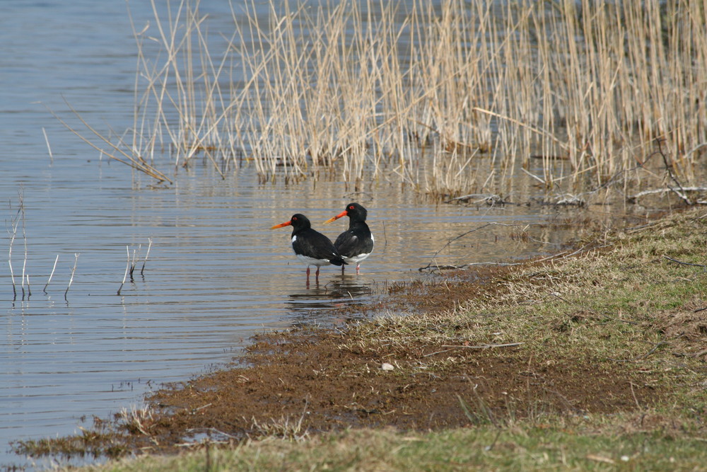 2 Vögel am Wasser