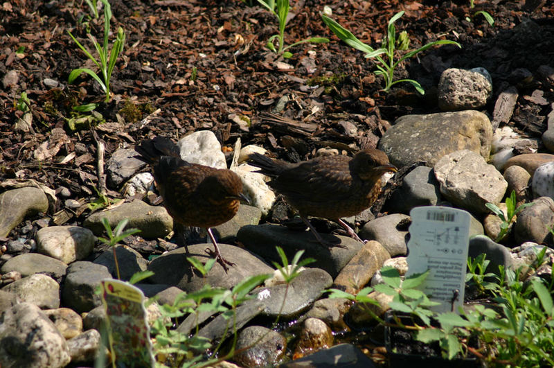 2 Vögel sitzen am Teich