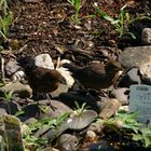 2 Vögel sitzen am Teich