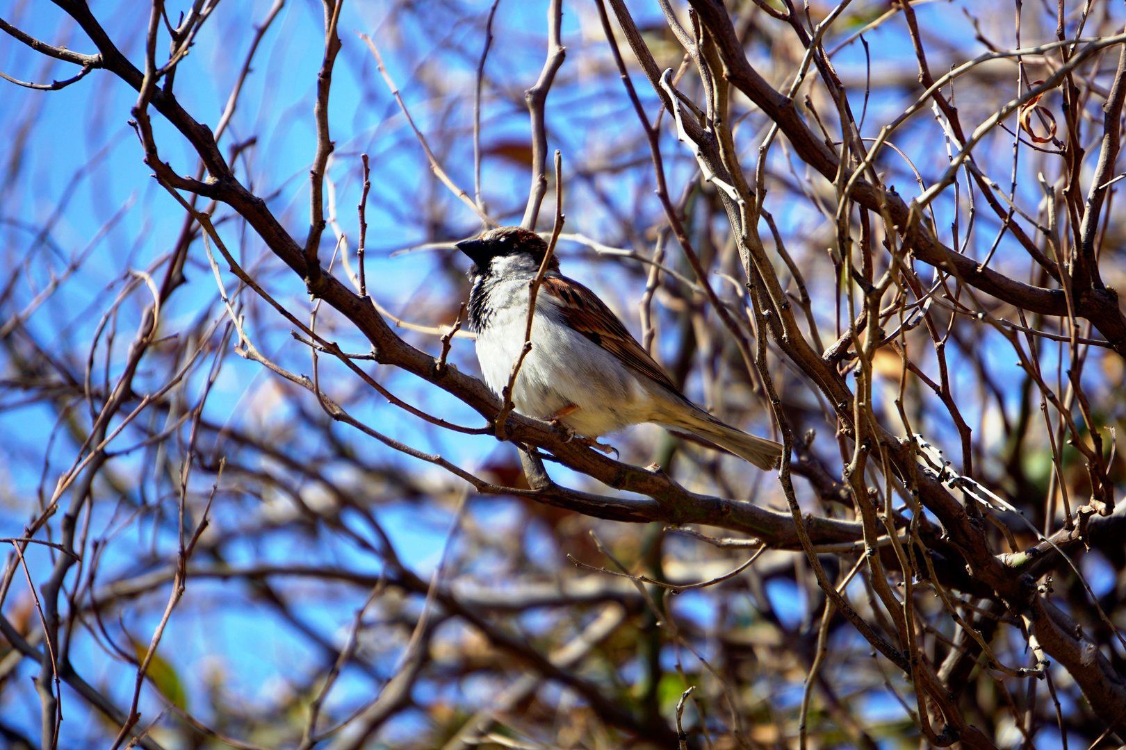 2. Vogel im Frühling