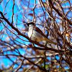 2. Vogel im Frühling