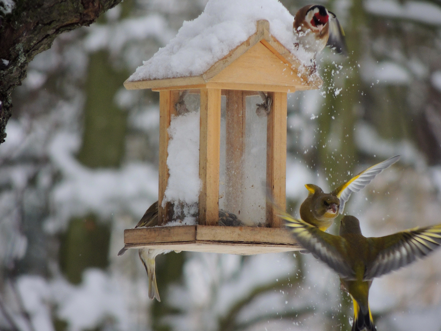 2. Vogelfoto