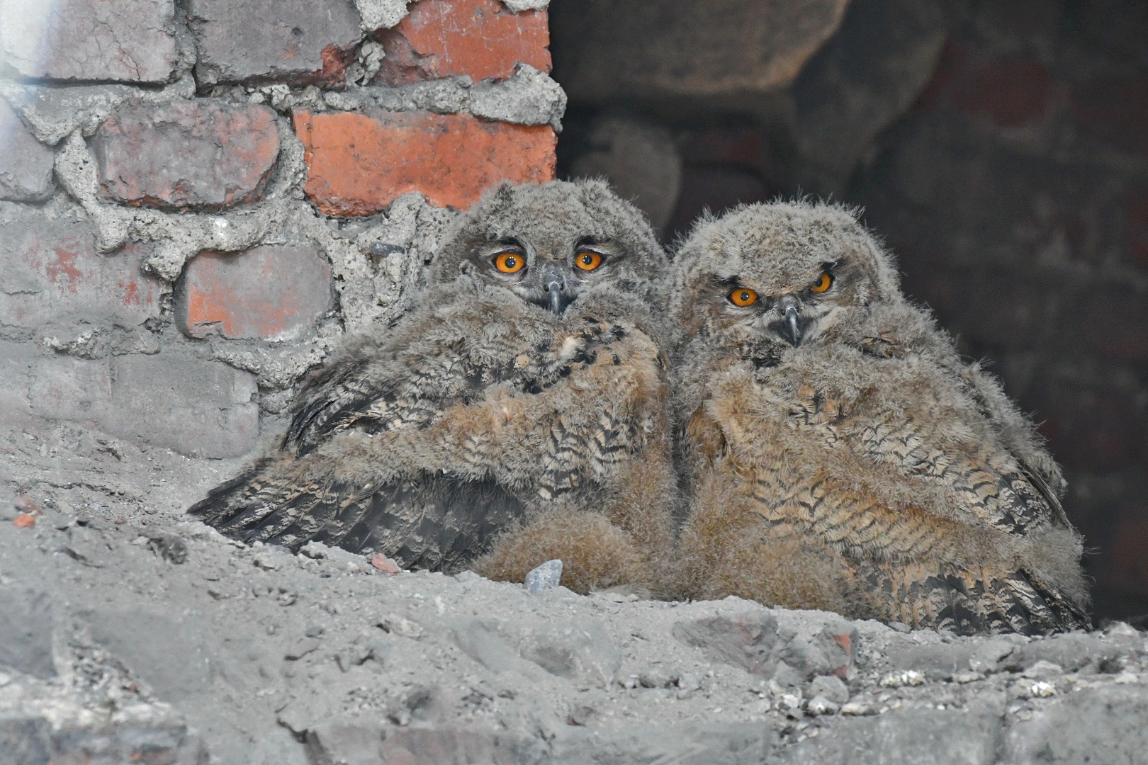 2 von 3 Junguhus in ihrem Versteck