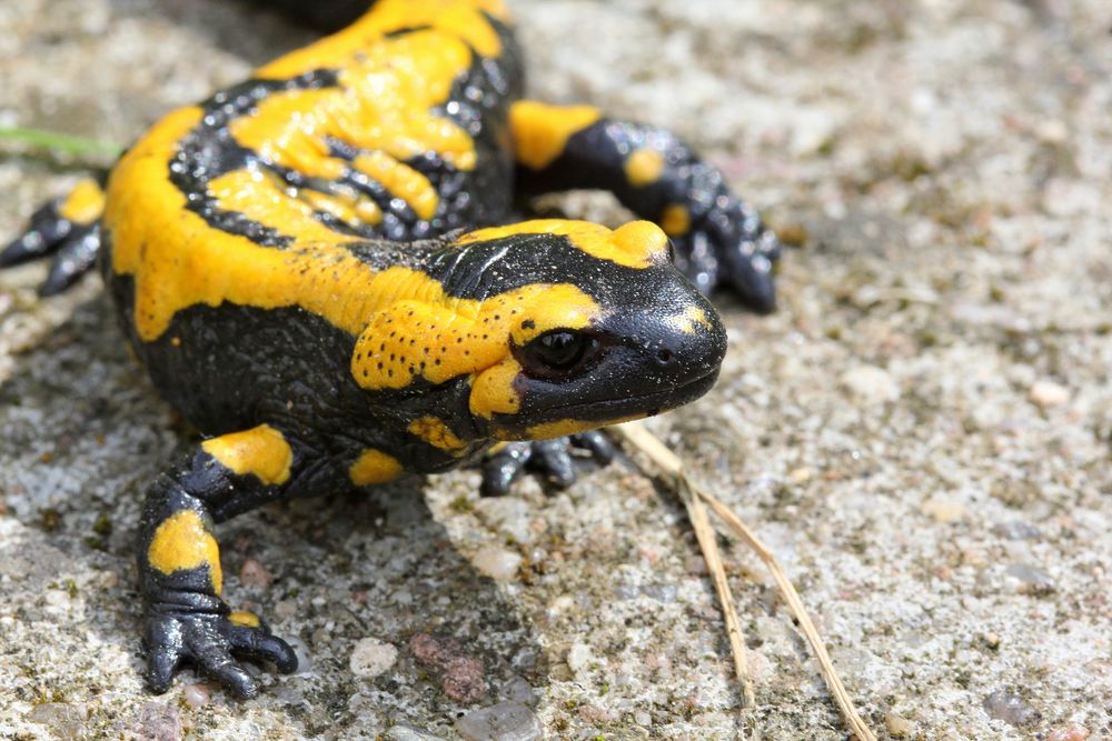 Salamander Im Garten Garten Design Idee Fotos