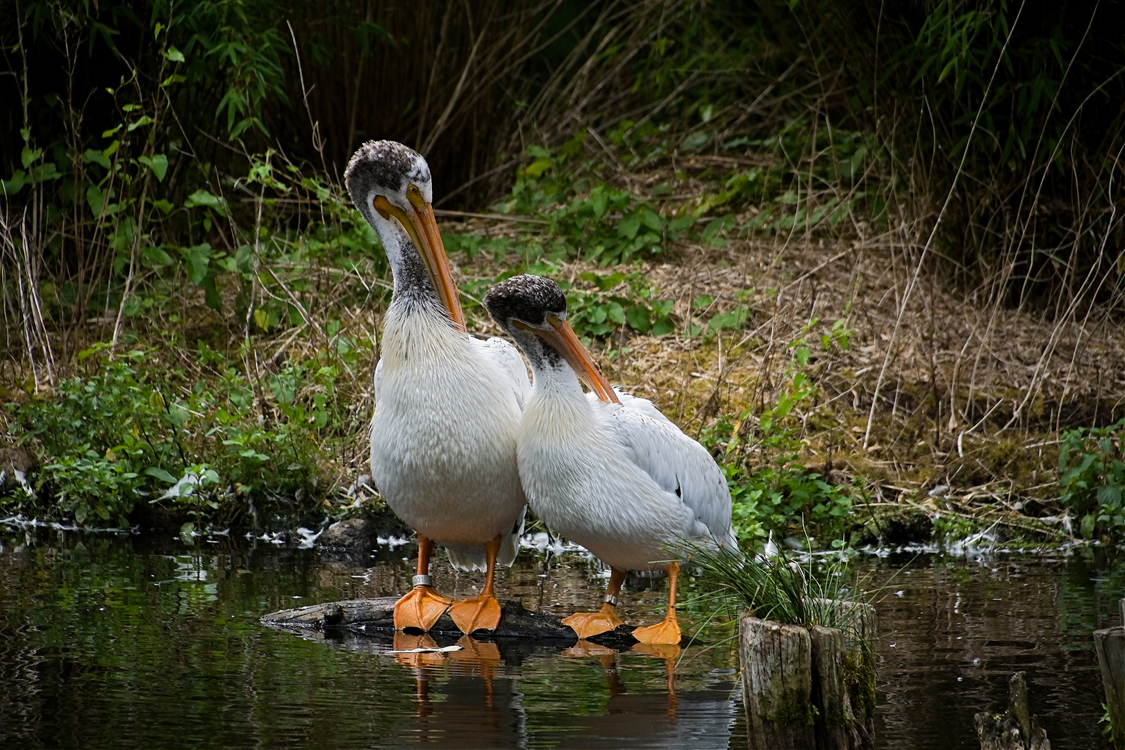 2 Wasservögel