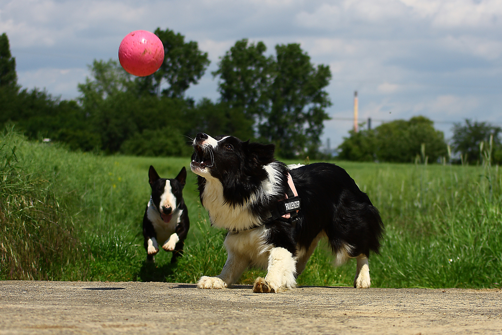 2 Wauzis und 1 Ball