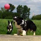 2 Wauzis und 1 Ball