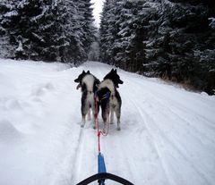 2 wedelnde Ruten vor mir