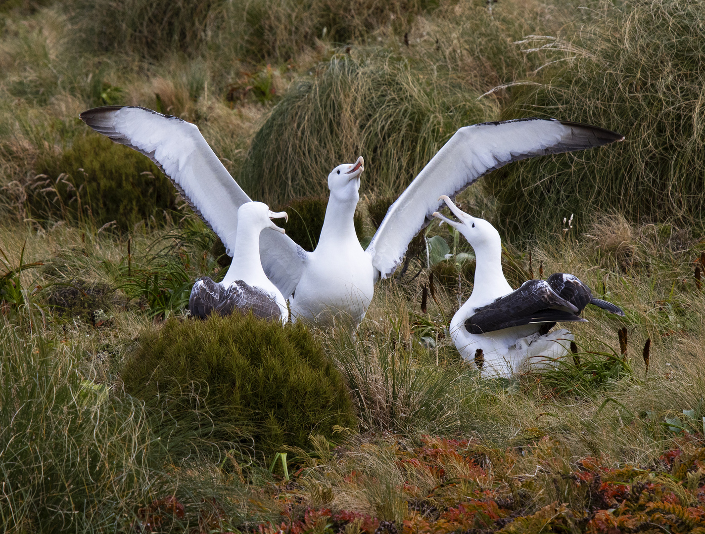 2 Weibchen bewundern das Albatross Männchen