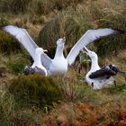 2 Weibchen bewundern das Albatross Männchen