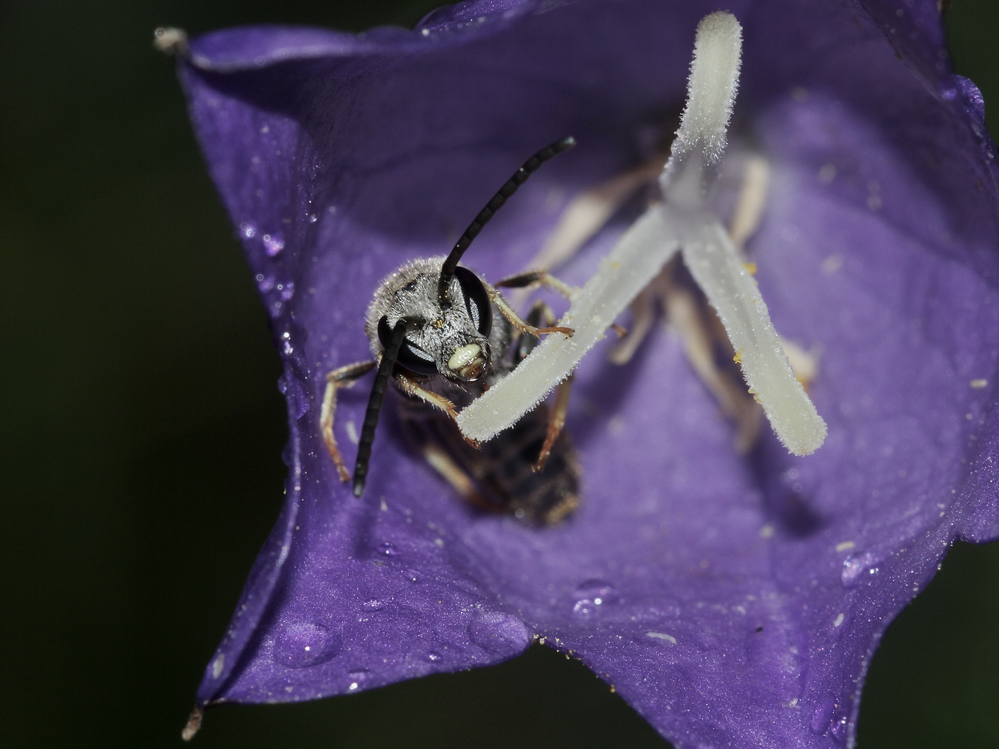 (2) Wenn man als Bienenmännchen schon keinen Pollen sammeln will, ...