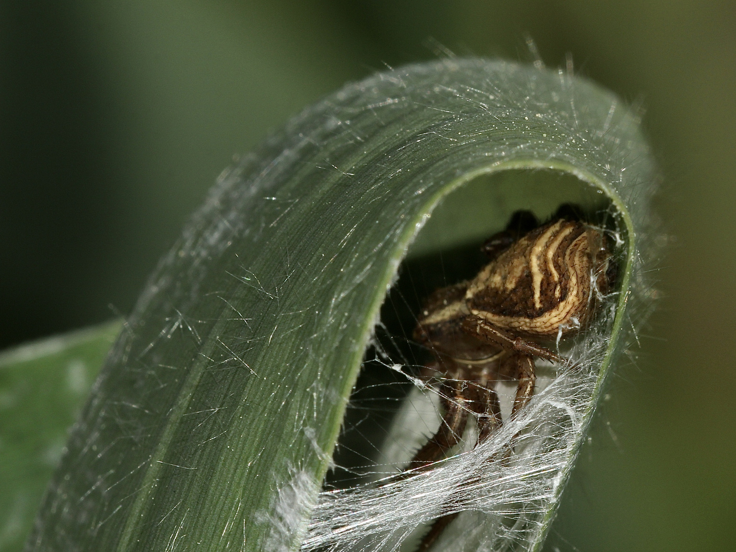 (2) Wenn man ein  zusammengesponnenes Schilfblatt (Phragmites, Abb. 1) auseinanderfaltet, ...