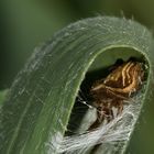 (2) Wenn man ein  zusammengesponnenes Schilfblatt (Phragmites, Abb. 1) auseinanderfaltet, ...