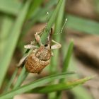 (2) Wer kommt denn da??? Der ADERN-EICHELBOHRER (CURCULIO VENOSUS) ...